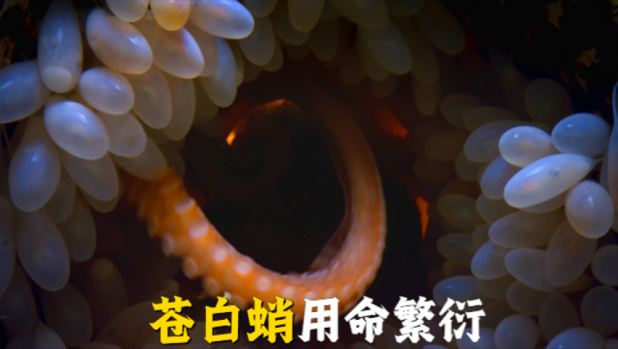 资料大全澳门开奖历史证录,家长回应10岁小孩3分钟做出ppt,决策资料解释落实_iosV11.28